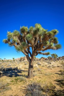 Joshua Tree (Yucca brevifolia)