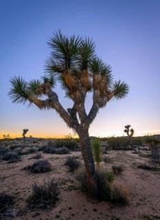 Desert Landscape
