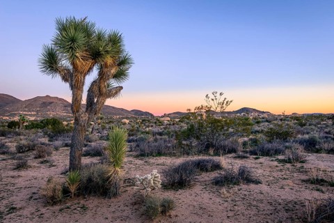 Desert Landscape
