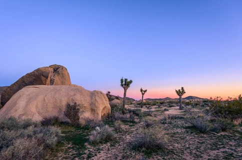 Desert Landscape