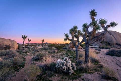 Desert Landscape