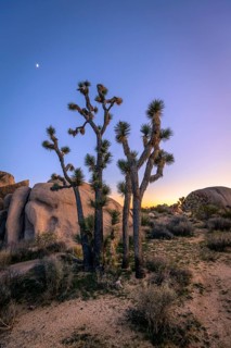 Desert Landscape