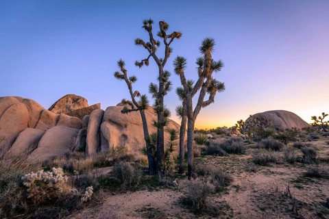 Desert Landscape