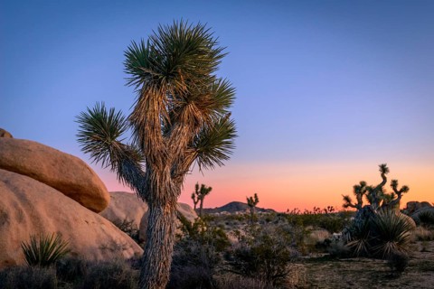 Desert Landscape