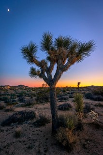 Desert Landscape
