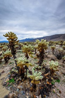 Desert landscape with Teddy-bear chollas (Cylindropuntia bigelovii)
