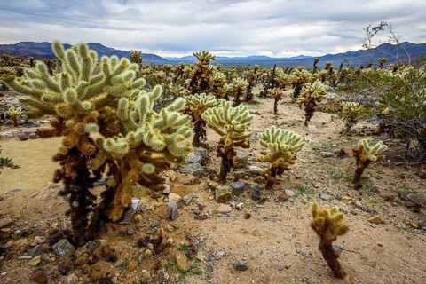 Desert landscape with Teddy-bear chollas (Cylindropuntia bigelovii)