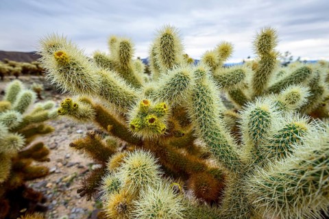 Spiny Teddy-bear cholla (Cylindropuntia bigelovii)