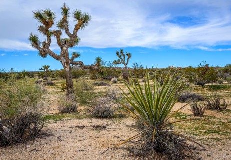 Joshua Tree (Yucca brevifolia)