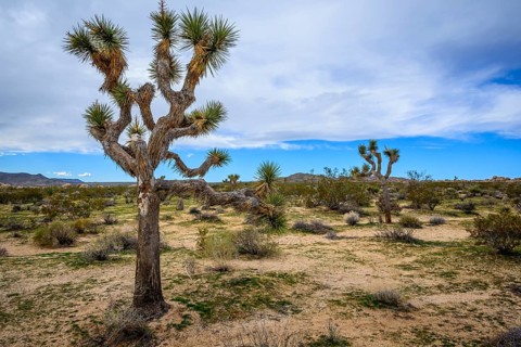Joshua Tree (Yucca brevifolia)