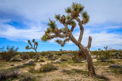 Joshua Tree (Yucca brevifolia)