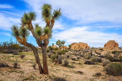 Joshua Tree (Yucca brevifolia)