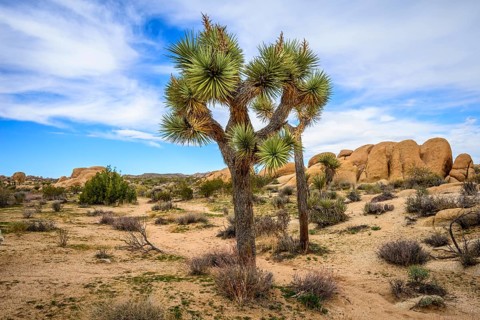 Joshua Tree (Yucca brevifolia)