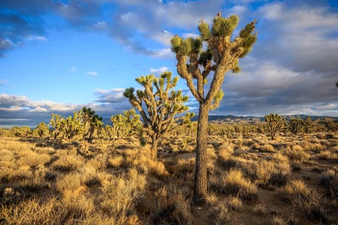 Joshua Trees (Yucca brevifolia) in Evening Light