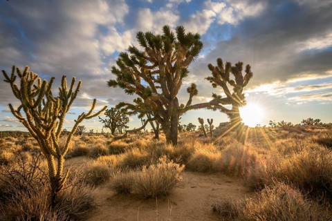 Joshua Trees (Yucca brevifolia) at sunset