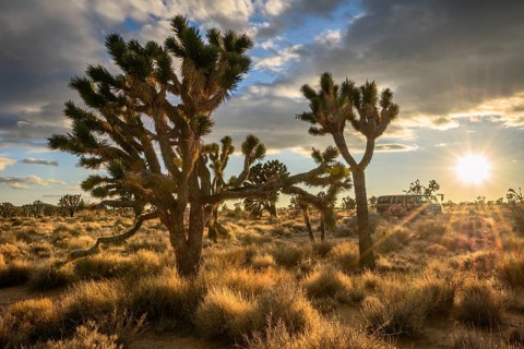 Joshua Trees (Yucca brevifolia) at sunset
