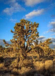Joshua Trees (Yucca brevifolia) in Evening Light