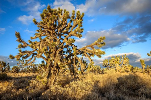 Joshua Trees (Yucca brevifolia) in Evening Light