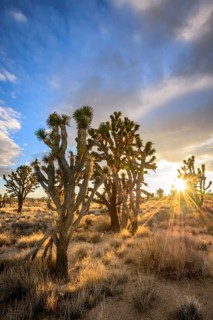 Joshua Trees (Yucca brevifolia) at sunset