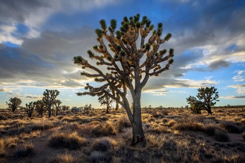 Joshua Trees (Yucca brevifolia) in Evening Light