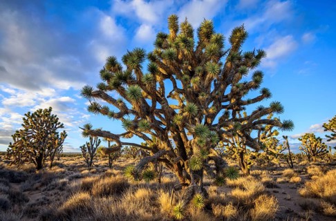 Joshua Trees (Yucca brevifolia) in Evening Light