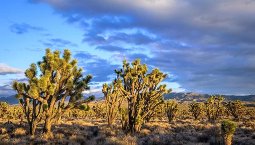 Joshua Trees (Yucca brevifolia) in Evening Light