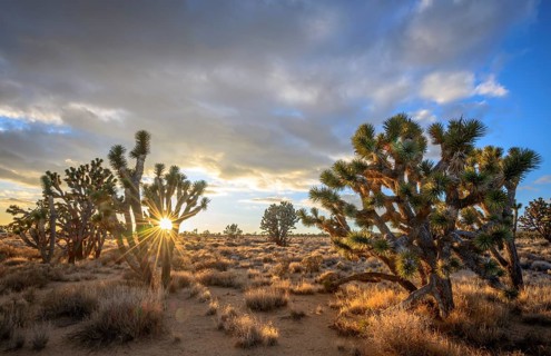 Joshua Trees (Yucca brevifolia) at sunset