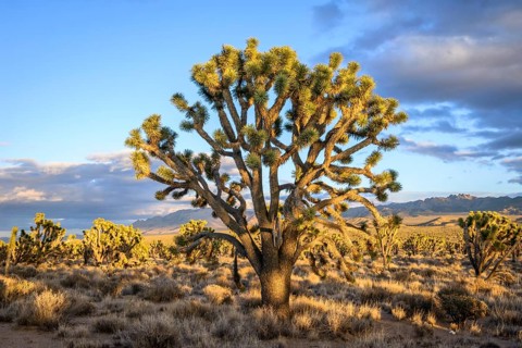 Joshua Trees (Yucca brevifolia) in Evening Light