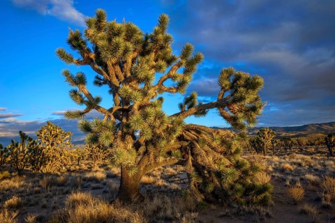 Joshua Trees (Yucca brevifolia) in Evening Light