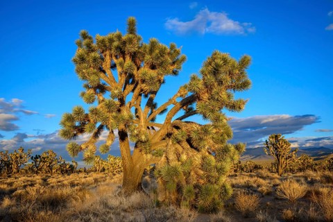 Joshua Trees (Yucca brevifolia) in Evening Light