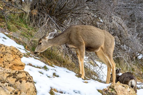 Mule deer (Odocoileus hemionus) grazing in snow