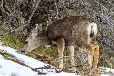 Mule deer (Odocoileus hemionus)