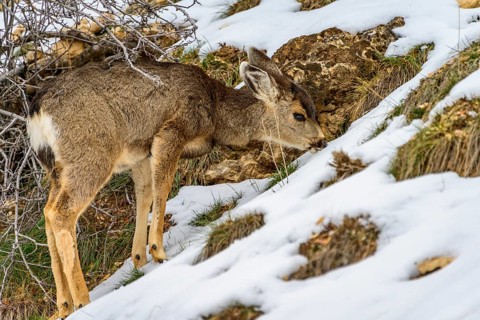 Mule deer (Odocoileus hemionus)