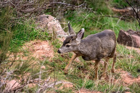Mule deer (Odocoileus hemionus)