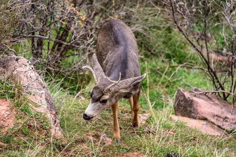 Mule deer (Odocoileus hemionus)