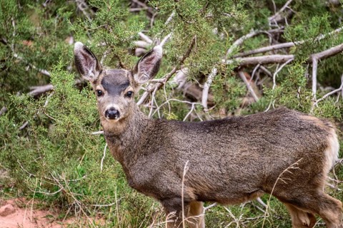 Mule deer (Odocoileus hemionus) in the undergrowth