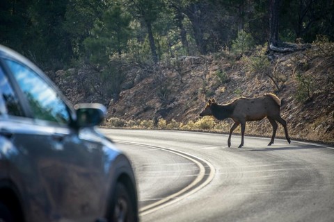 American elk (Cervus canadensis) crosses a road in front of driving car