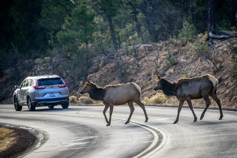 Two american elks (Cervus canadensis) cross a road behind driving car