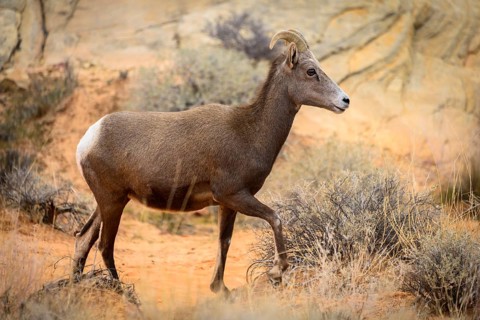 Desert bighorn sheep (Ovis canadensis nelsoni)