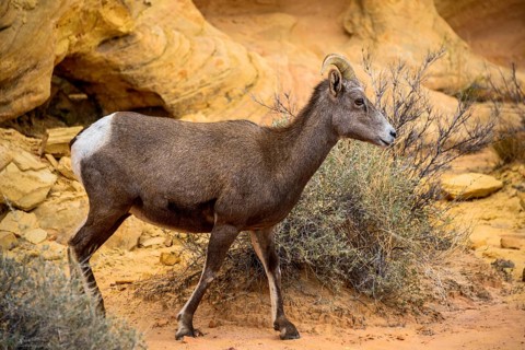 Desert bighorn sheep (Ovis canadensis nelsoni)
