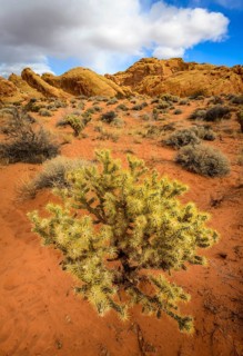 Cholla cactus (Cylindropuntia bigelovii) in desert landscape
