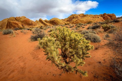 Cholla cactus (Cylindropuntia bigelovii) in desert landscape