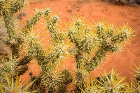 Cholla Cactus (Cylindropuntia bigelovii)