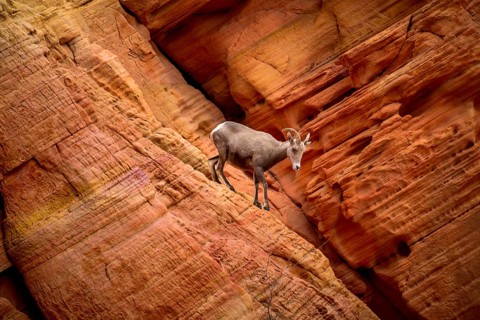 Desert bighorn sheep (Ovis canadensis nelsoni) climbs on red sandstone rocks
