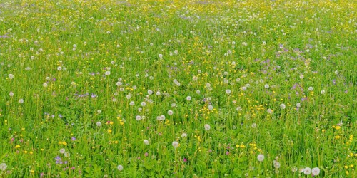 Meadow with withered Dandelion (Taraxacum)
