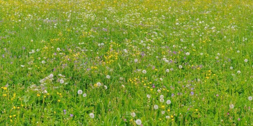 Meadow with withered Dandelion (Taraxacum)