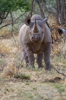 Black rhinoceros (Diceros bicornis) in dry scrubland