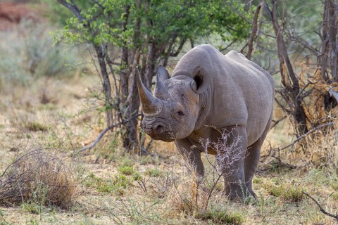 Black rhinoceros (Diceros bicornis) in dry scrubland