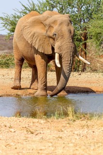 African elephant (Loxodonta africana)