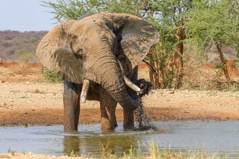 African elephant (Loxodonta africana)
